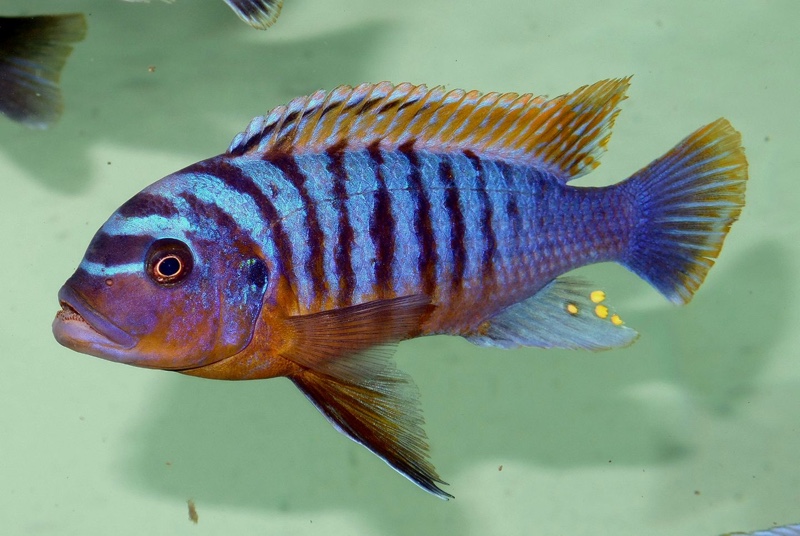 Maylandia fainzilberi 'Ndumbi Point'